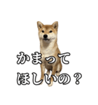 つくねさん【柴犬】（個別スタンプ：6）