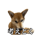 つくねさん【柴犬】（個別スタンプ：7）