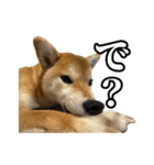 つくねさん【柴犬】（個別スタンプ：8）