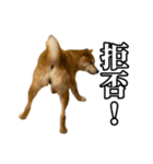 つくねさん【柴犬】（個別スタンプ：9）