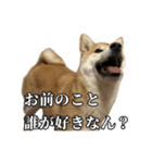 つくねさん【柴犬】（個別スタンプ：10）