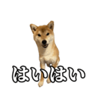 つくねさん【柴犬】（個別スタンプ：11）