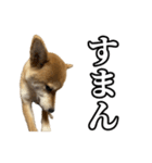 つくねさん【柴犬】（個別スタンプ：12）