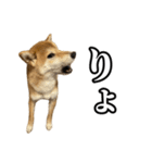 つくねさん【柴犬】（個別スタンプ：13）