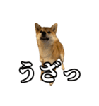 つくねさん【柴犬】（個別スタンプ：14）