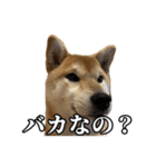つくねさん【柴犬】（個別スタンプ：15）