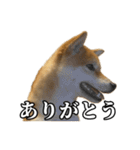 つくねさん【柴犬】（個別スタンプ：16）