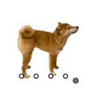 つくねさん【柴犬】（個別スタンプ：17）