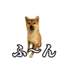 つくねさん【柴犬】（個別スタンプ：18）