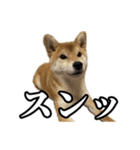 つくねさん【柴犬】（個別スタンプ：19）