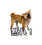 つくねさん【柴犬】（個別スタンプ：21）