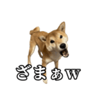 つくねさん【柴犬】（個別スタンプ：22）