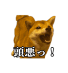 つくねさん【柴犬】（個別スタンプ：23）
