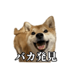 つくねさん【柴犬】（個別スタンプ：24）