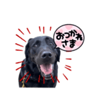 黒ラブバスちゃんのご挨拶スタンプ（個別スタンプ：3）