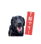 黒ラブバスちゃんのご挨拶スタンプ（個別スタンプ：6）