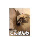 春助のスタンプ②（個別スタンプ：3）