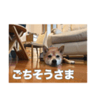 春助のスタンプ②（個別スタンプ：7）
