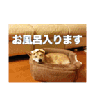 春助のスタンプ②（個別スタンプ：8）