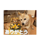 春助のスタンプ②（個別スタンプ：15）