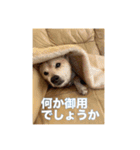 春助のスタンプ②（個別スタンプ：17）