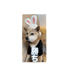 春助のスタンプ②（個別スタンプ：21）