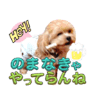 マルプーのメンマくん♪（個別スタンプ：9）