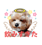 マルプーのメンマくん♪（個別スタンプ：11）