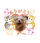 マルプーのメンマくん♪（個別スタンプ：16）