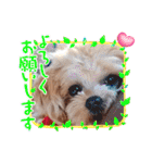 マルプーのメンマくん♪（個別スタンプ：18）