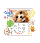マルプーのメンマくん♪（個別スタンプ：19）