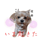 マルプーのメンマくん♪（個別スタンプ：23）