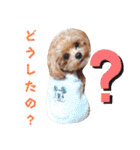 マルプーのメンマくん♪（個別スタンプ：24）