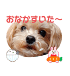 マルプーのメンマくん♪（個別スタンプ：26）
