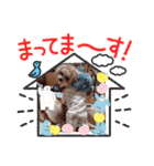 マルプーのメンマくん♪（個別スタンプ：36）