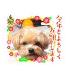 マルプーのメンマくん♪（個別スタンプ：40）