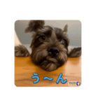 シュナブル：あずき（個別スタンプ：4）