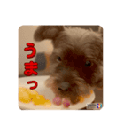 シュナブル：あずき（個別スタンプ：7）
