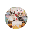 BOSTONTERRIER LOALIKO DIALY①（個別スタンプ：1）