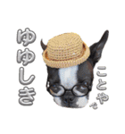 BOSTONTERRIER LOALIKO DIALY①（個別スタンプ：8）