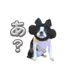 BOSTONTERRIER LOALIKO DIALY①（個別スタンプ：9）