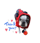 BOSTONTERRIER LOALIKO DIALY①（個別スタンプ：10）