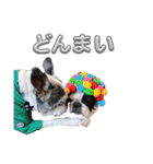 BOSTONTERRIER LOALIKO DIALY①（個別スタンプ：32）