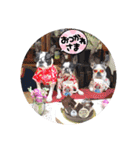 BOSTONTERRIER LOALIKO DIALY①（個別スタンプ：36）