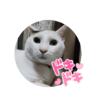 コタペイ＆さくペイのスタンプ（個別スタンプ：1）
