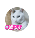 コタペイ＆さくペイのスタンプ（個別スタンプ：2）