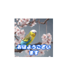 インコの挨拶2（個別スタンプ：1）