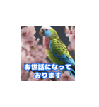 インコの挨拶2（個別スタンプ：3）