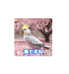 インコの挨拶2（個別スタンプ：19）