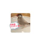 シナモン文鳥マルプー（個別スタンプ：1）